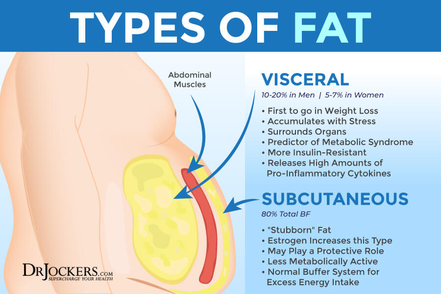 visceral fat, Visceral Fat: What is It and How it Drives Up Inflammation