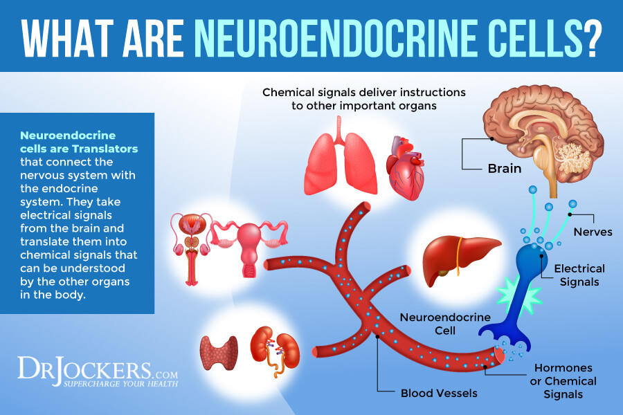 neuroendocrine, Neuroendocrine Inflammation: Symptoms, Causes, and Support Strategies