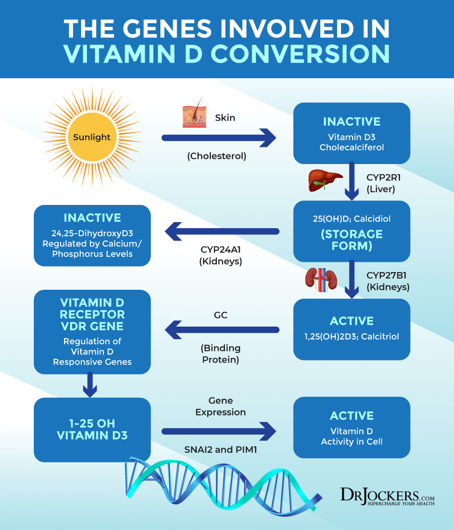 vitamin d resistance, Vitamin D Resistance and Autoimmunity