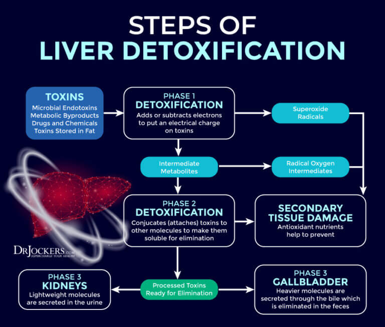 Testing Liver Function Key Lab Markers and Functional Analysis