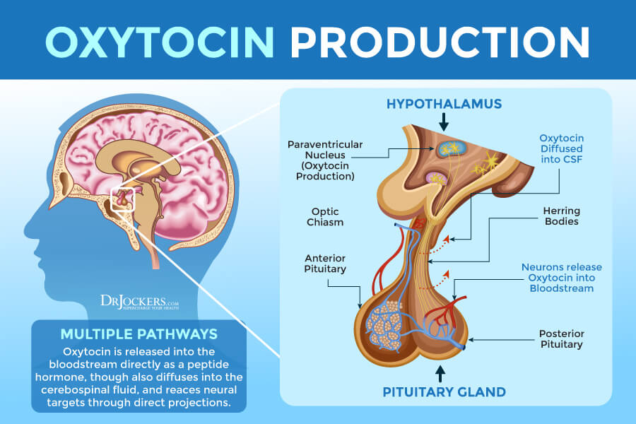 oxytocin levels
