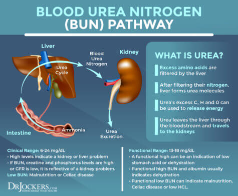 Functional Blood Analysis and Optimal Ranges - DrJockers.com