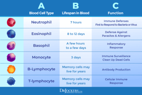 Epstein Barr Virus: Symptoms, Causes and Support Strategies