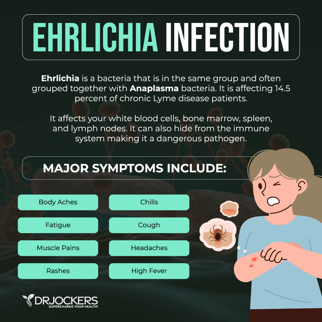 lyme coinfections