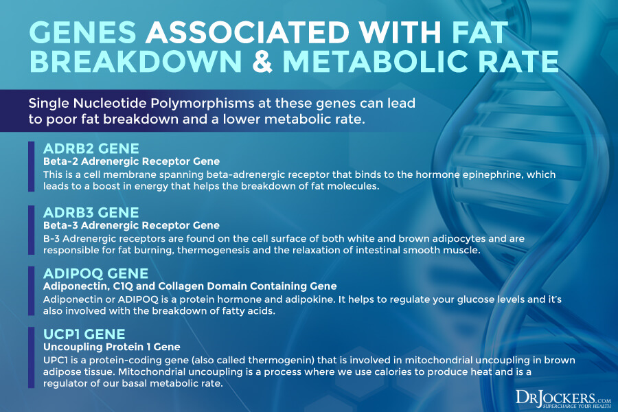 genes, How Your Genes Impact Weight Loss and Metabolism