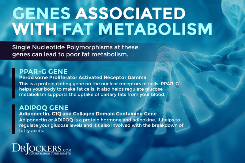 genes, How Your Genes Impact Weight Loss and Metabolism