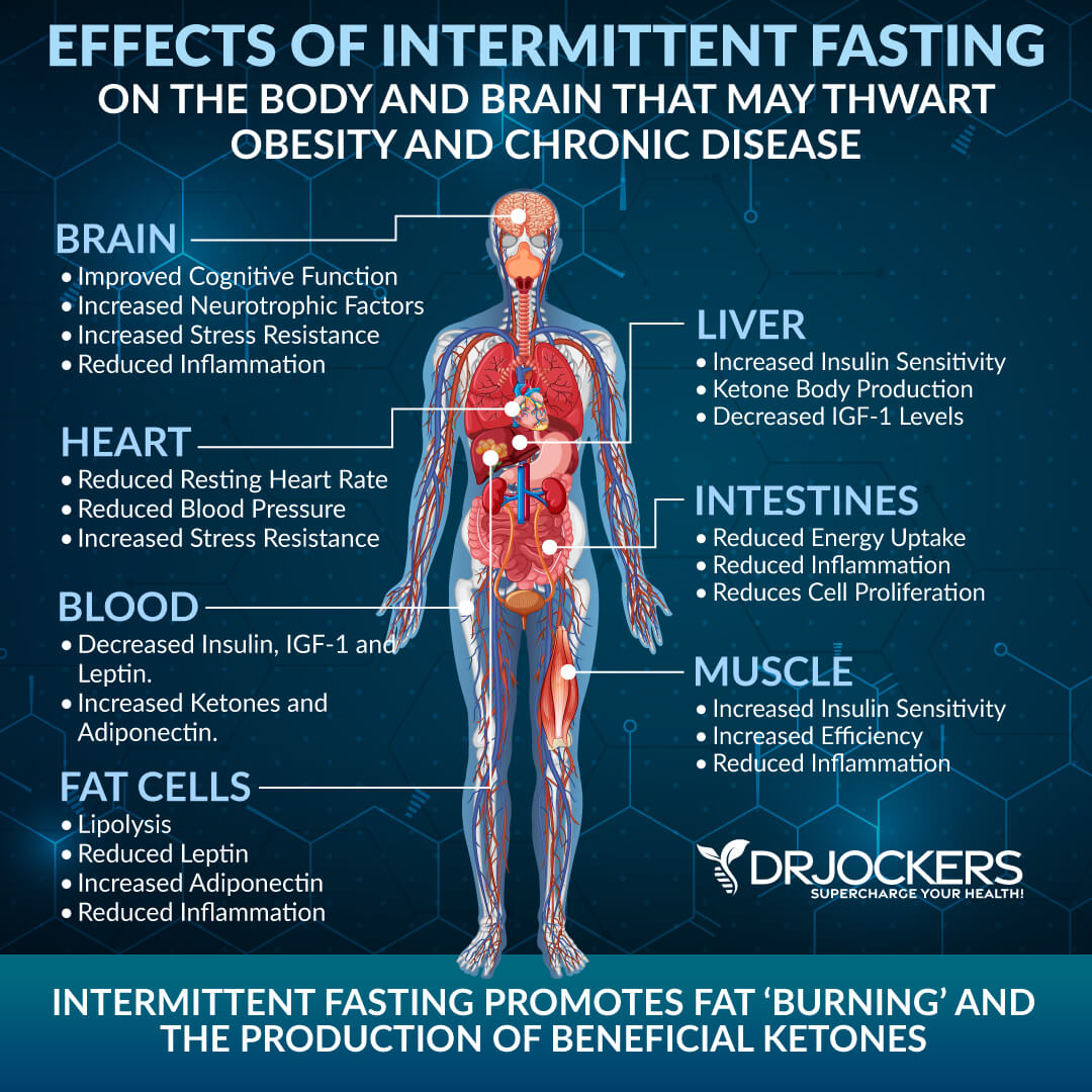 fasting improves brain