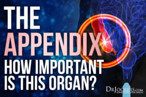 The Appendix: How Important Is This Organ? - DrJockers.com