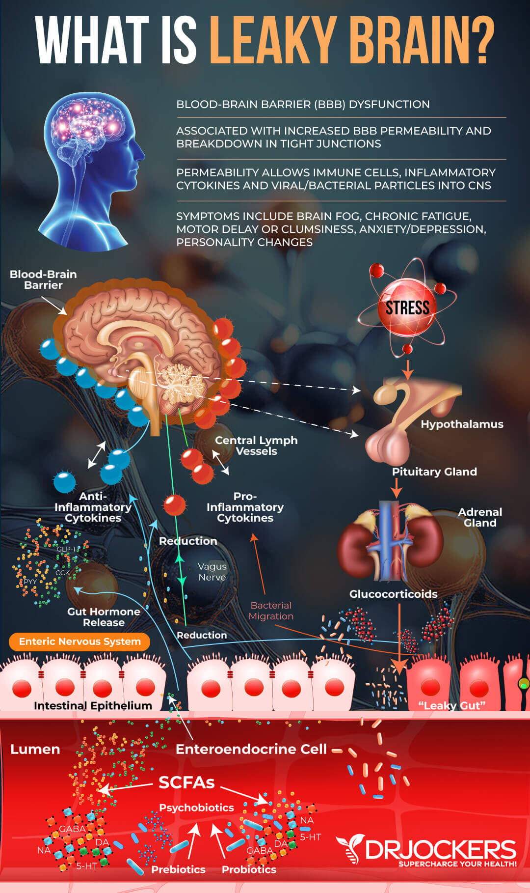 leaky brain