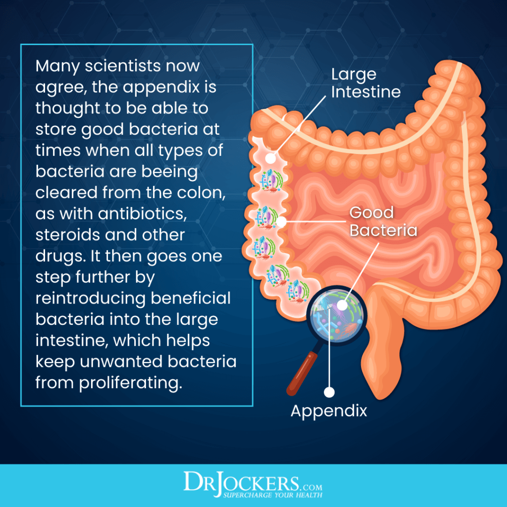 The Appendix: How Important Is This Organ? - DrJockers.com