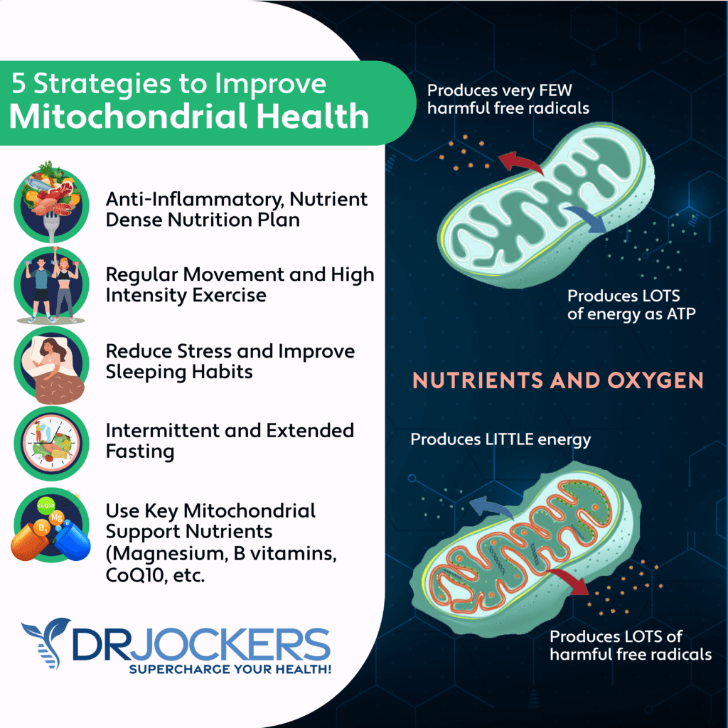 Mitochondrial Health: 5 Ways to Improve Cellular Energy