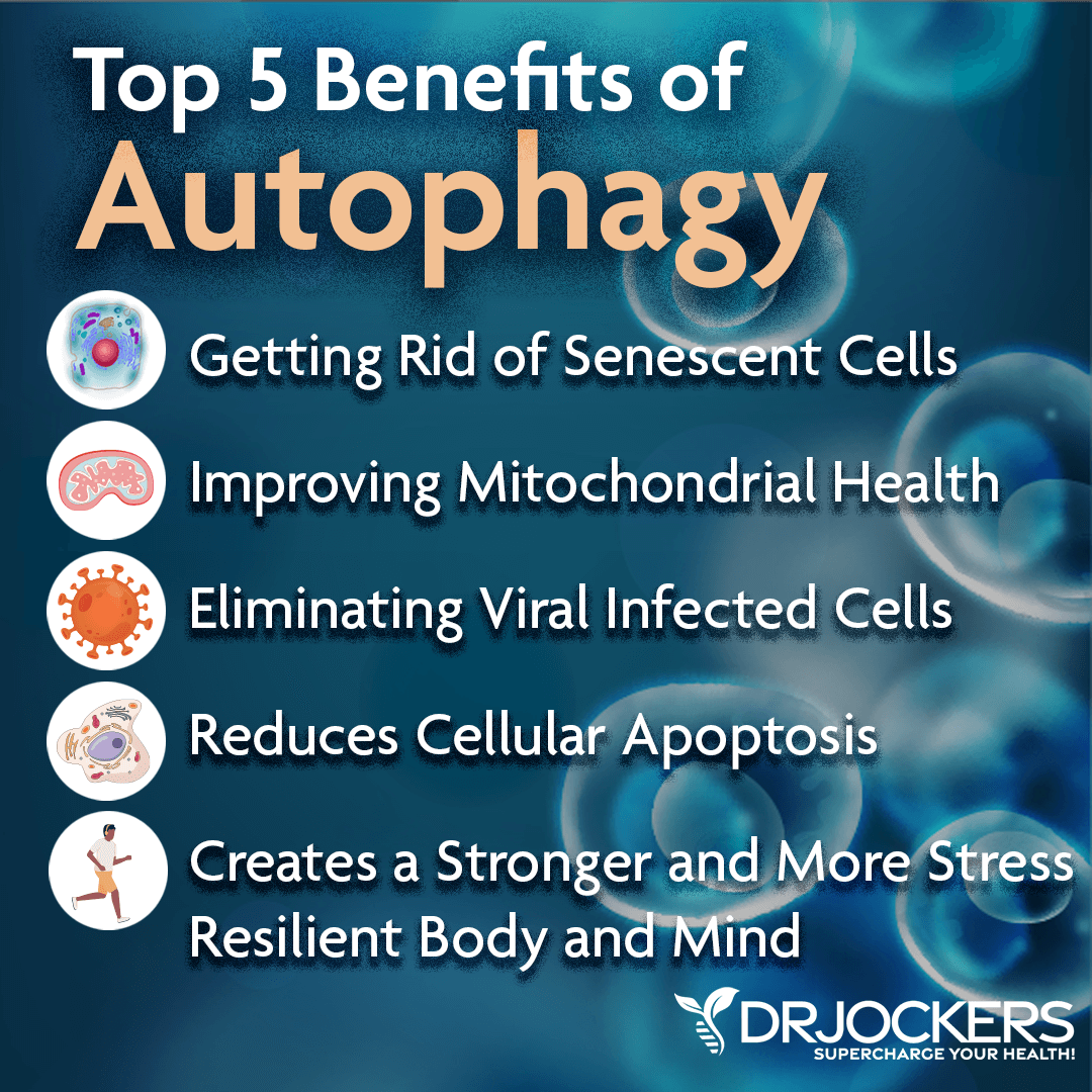 Enhance autophagy, 7 Herbs That Enhance Autophagy and Cellular Healing